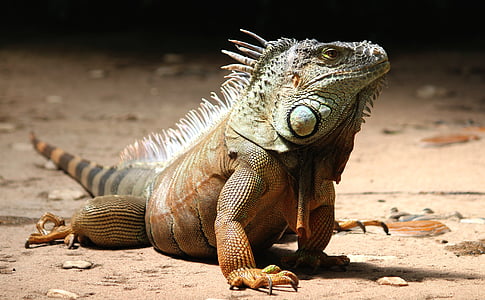 brown and grey bearded dragon thumbnail