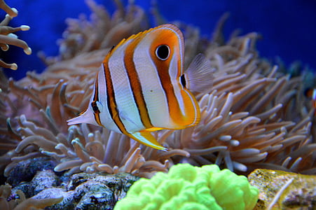 orange and white stripe fish near coral thumbnail