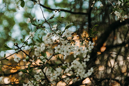 Selective Focus Photography Of White Flowers thumbnail