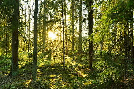 photo of green tall trees thumbnail