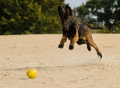 photo of Belgian Malinois fetching a ball on brown sand thumbnail
