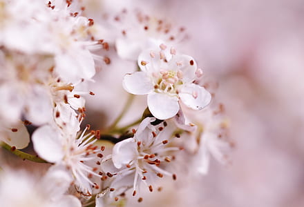 bokeh photography of white blossoms thumbnail