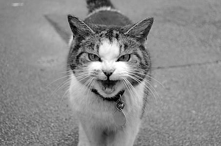 silver tabby cat thumbnail