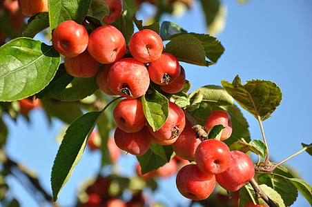 red tomatoes thumbnail