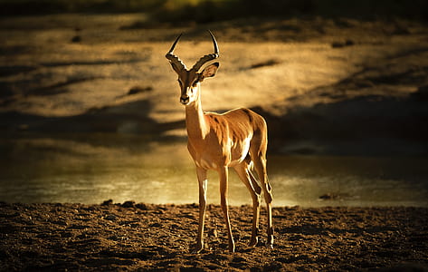 brown deer on brown soil at daytime thumbnail
