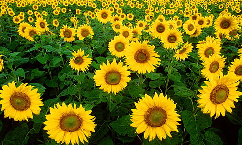 yellow and brown sunflower thumbnail