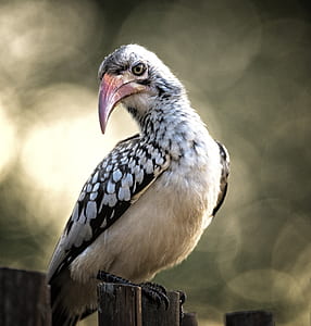 selective focus photography of white and black toucan thumbnail