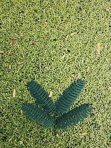 nature, pattern, blur, leaves thumbnail