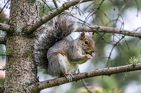 gray squirrel on tree branch at daytime in selective focus photography thumbnail