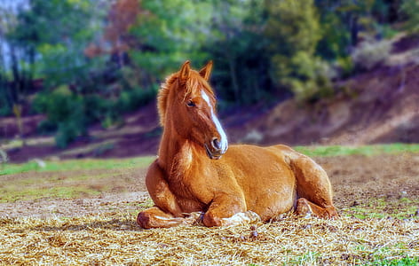 brown horse lying on green grass field thumbnail