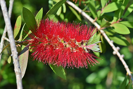 closeup photography of red bottlebrush flower thumbnail