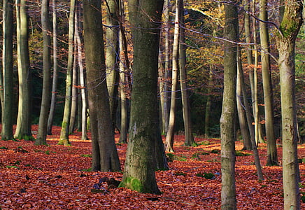 landscape photography of trees in forest thumbnail