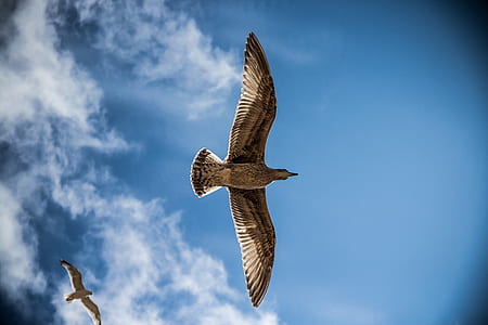 low angle shot photography of two eagles thumbnail