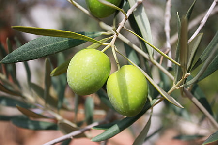 photography of two fruits thumbnail