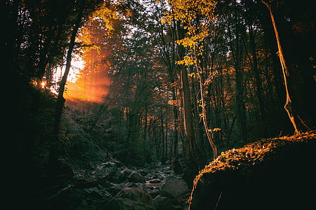 forest with sun light thumbnail