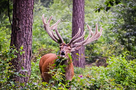 brown stag in the forest thumbnail
