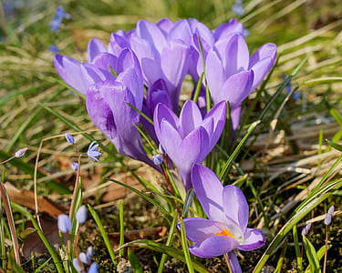 close up photography of purple petaled flowers thumbnail
