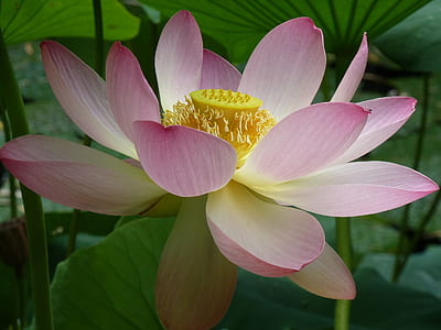 closeup photo of pink petaled flower thumbnail