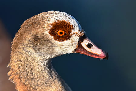 shallow focus photography of gray and brown bird thumbnail