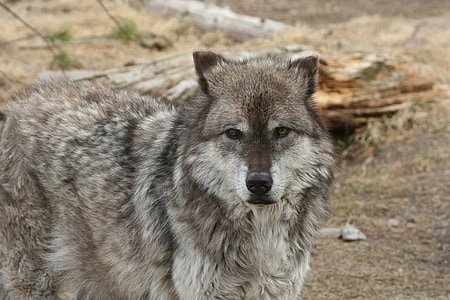 photo of gray and white wolf thumbnail