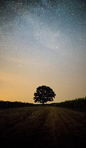 lone tree surrounded by grass under starry sky thumbnail