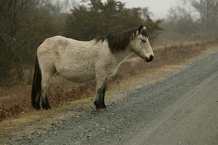 white and brown horse near road thumbnail