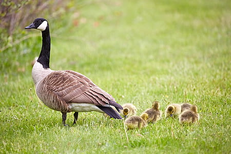 brown and black Canadian goose beside ducklings thumbnail