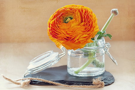 orange Ranunculus flower in glass vase thumbnail