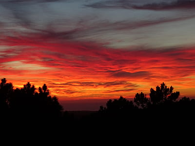 silhouette trees during sunset thumbnail