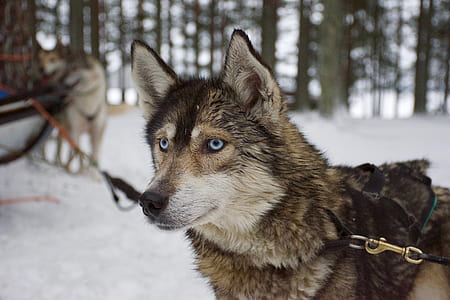 adult brown and black Siberian husky standing on snow-covered field thumbnail