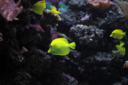school of green discus fishes thumbnail