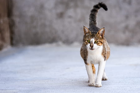 brown tabby cat thumbnail