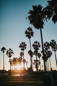 silhouette of coconut trees thumbnail