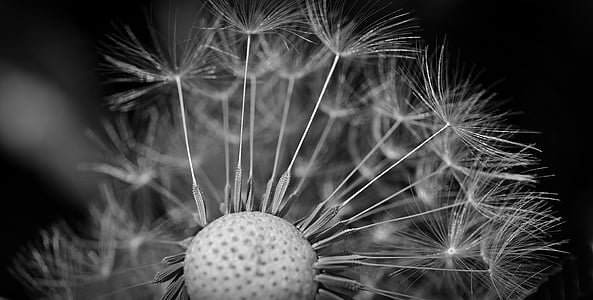 greyscale photography of dandelion flower thumbnail