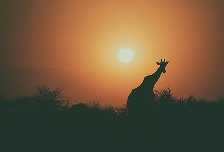 silhouette photo of giraffe thumbnail