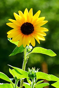 Giant flowers of the annual sunflower blooming in a sunny garden. thumbnail