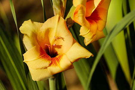 selective focus photography of yellow Gladiolus flowers thumbnail