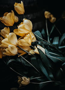 selective focus photography of yellow tulip flowers thumbnail