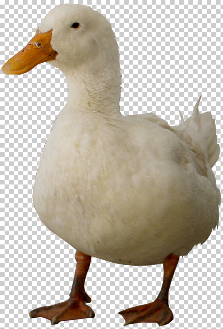 Patos Png Cliparts For Free Download Uihere