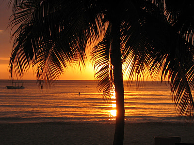 silhouette of palm tree and view of seashore thumbnail
