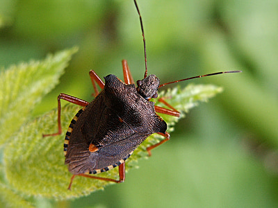 closeup photography of shield bug on green leaf thumbnail
