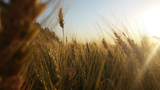 brown and green rice field photography thumbnail