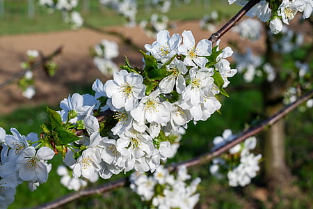selective focus photography of white petaled flower thumbnail