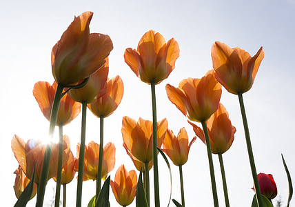 orange flowers photography thumbnail