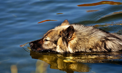 brown dog swimming in body of water thumbnail