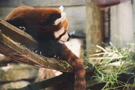 Shallow Focus Photography of Brown Animal thumbnail