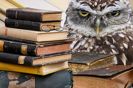 brown owl beside stack of books thumbnail
