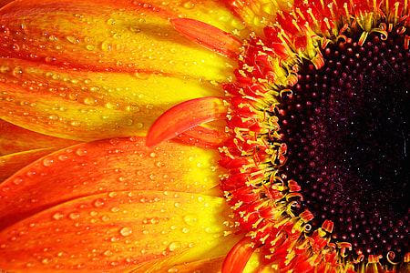 Macro shot of a vibrantly coloured Gerbera flower thumbnail