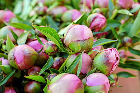 closeup photography of pink petaled flowers thumbnail