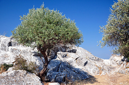green leafed tree near rock formation thumbnail
